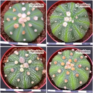 Astrophytum asterias «Lote X 4»