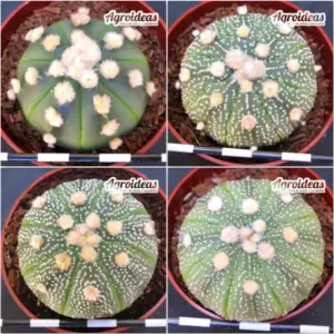 Astrophytum asterias «Lote X 4»