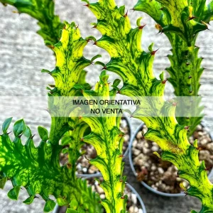 Euphorbia trigona "Mint Cream"