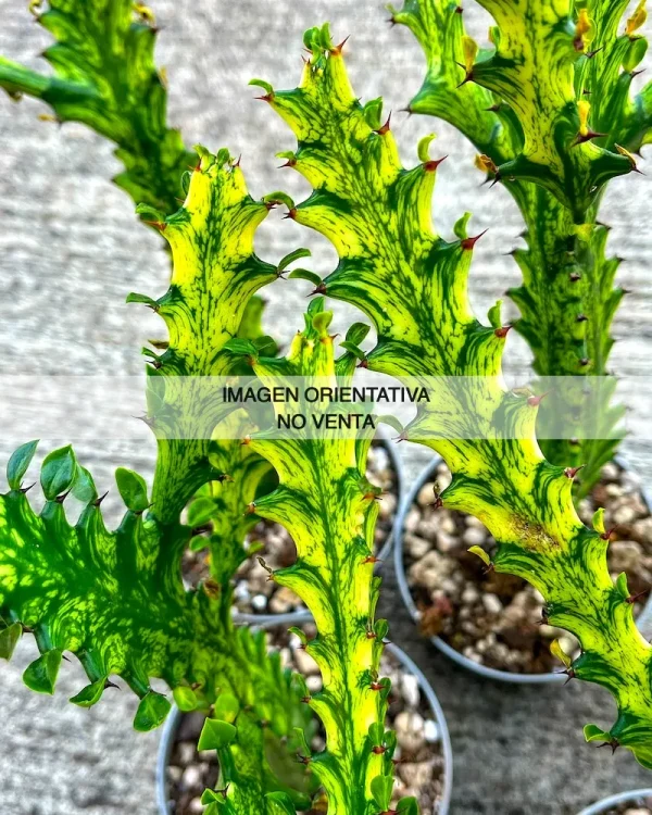 Euphorbia trigona "Mint Cream"