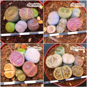 Lithops mix «Lote X 4»
