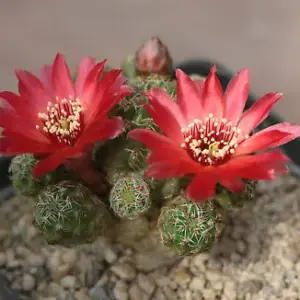 Sulcorebutia callecallensis LH0891