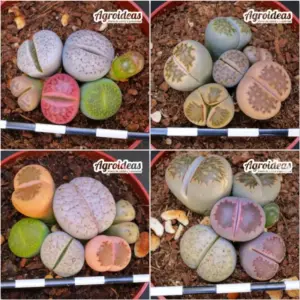 Lithops Mix «Lote X 4»