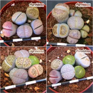 Lithops mix "Lote X 4"