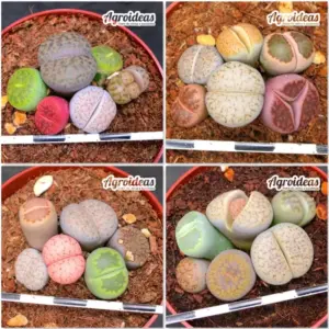 Lithops mix «Lote X 4»