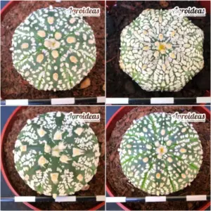 Astrophytum superkabuto «Lote X 4»