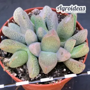 Pleiospilos simulans