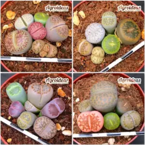 Lithops mix «Lote X 4»