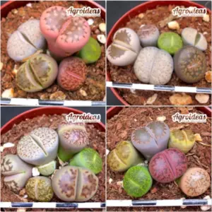 Lithops Mix "Lote X 4"