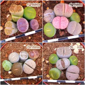 Lithops mix «Lote X 4»