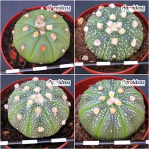 Astrophytum asterias «Lote X 4»
