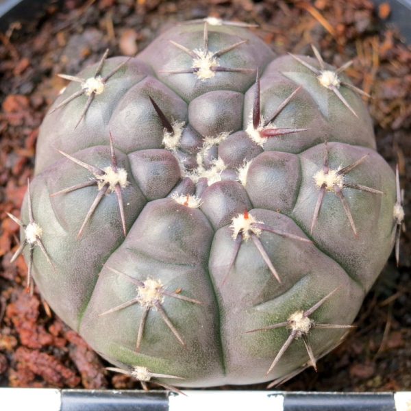 Gymnocalycium borthii