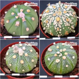 Astrophytum asterias «Lote X 4»