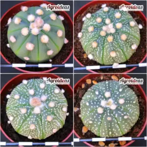 Astrophytum asterias «Lote X 4»