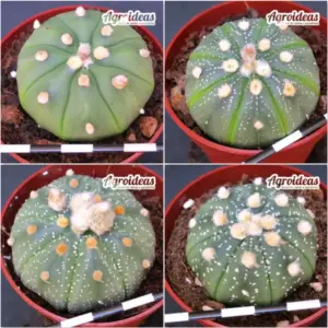 Astrophytum asterias «Lote X 4»