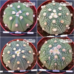 Astrophytum asterias "Lote X 4"