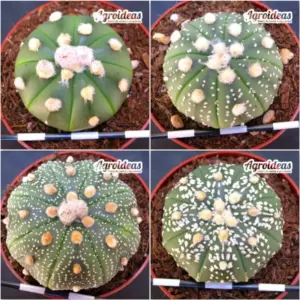 Astrophytum asterias «Lote X 4»