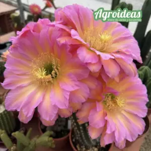 Trichocereus "Maria's Duett"