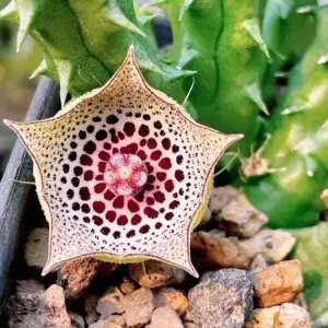 Huernia calosticta