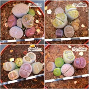 Lithops mix «Lote X 4»