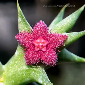 Angolluma lenewtonii