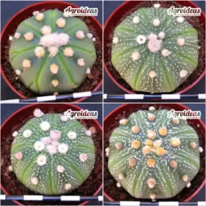 Astrophytum asterias «Lote X 4»