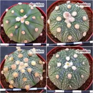 Astrophytum asterias "Lote X 4"