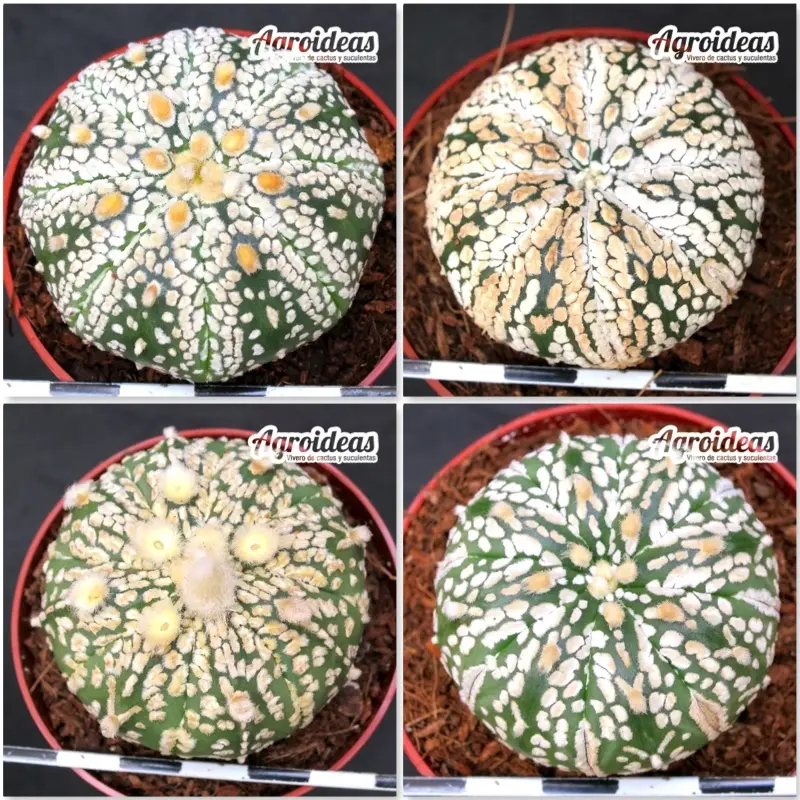 Astrophytum superkabuto «Lote X 4»