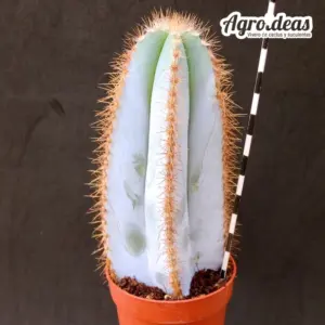 Pilosocereus magnificus "Super Blue"