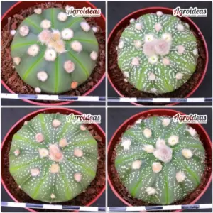 Astrophytum asterias «Lote X 4»