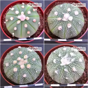 Astrophytum asterias "Lote X 4"