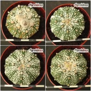 Astrophytum superkabuto «Lote x 4»