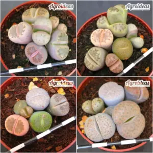 Lithops mix «Lote X 4»