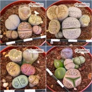 Lithops mix "Lote X 4"