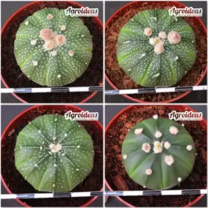 Astrophytum asterias "Lote X 4"