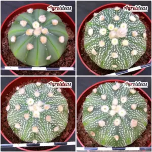 Astrophytum asterias «Lote X 4»