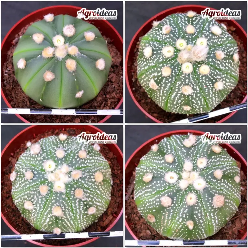Astrophytum asterias «Lote X 4»
