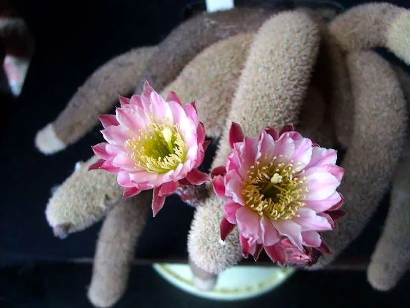 Haageocereus lanugispinus