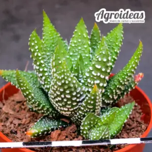 Haworthia attenuata "Tanba hayashii"