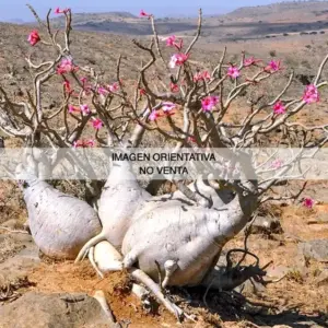 Adenium dhofarense