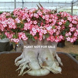 Adenium obesum