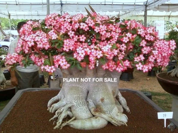Adenium obesum