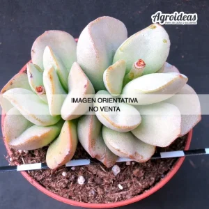 Adromischus marianiae Hallii CR1428 “Alexander Bay”
