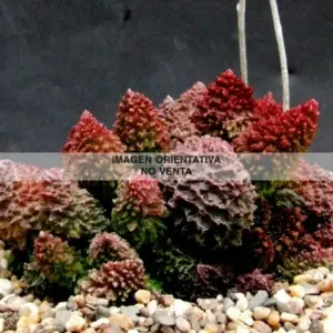 Adromischus marianiae var. herrei "fr. Kourkammaberg"