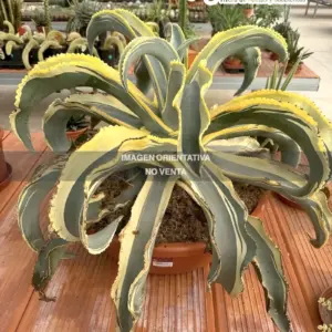 Agave gypsophila cv. "Ivory Curls"