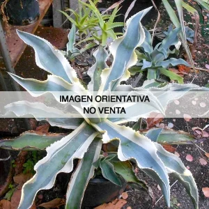 Agave gypsophila "Ivory curls" variegata