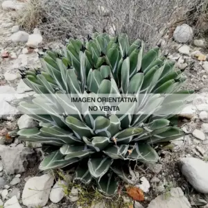 Agave nickelsiae "Ferdinandi-Regis"