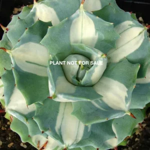 Agave potatorum "Shoji- raijin"
