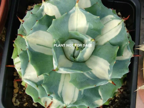 Agave potatorum "Shoji- raijin"