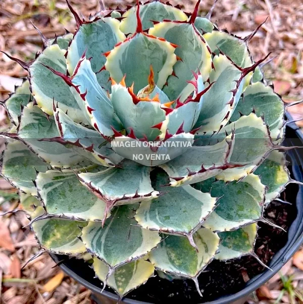 Agave potatorum "Kisshou-Kan" Variegata